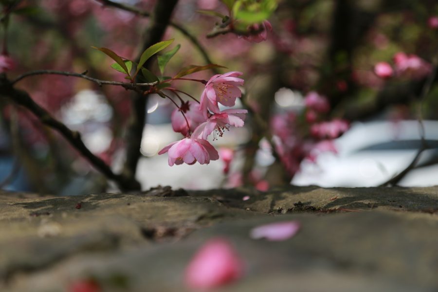 大神神社の鎮花くすり～桜①